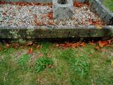 image of grave number 583146